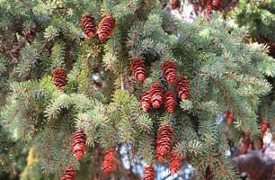3. White Spruce (Cat Spruce) Picea glauca (Moench) Voss White spruce is the provincial tree for Manitoba and an important timber tree in Canada.