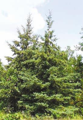 Birds like spruce: grouse, black-capped chickadees, red-breasted nuthatch, cedar waxwing, pine grosbeak and pine siskin also use the white spruce seeds for food.