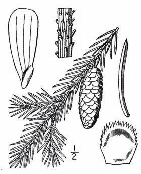 Leaves: Conifer single needles spirally arranged but crowded on the upper side of branches; 1-2 cm long, needle-shaped, blunt, still; dark bluish-green with a whitish powdery covering; a skunktype