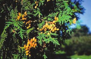 4. Eastern White Cedar (Arbor-vitae) Thuja occidentalis L.