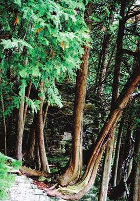It was also the tree used by native peoples to prevent scurvy and is known as the tree of life.