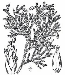 Habitat: Swampy ground to dry limestone outcrops; prefers humid habitats with high snowfall and calcium-rich soils.