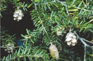 First Nations peoples made a tea from the leaves which were rich in Vitamin C. Eastern hemlocks grow up to 30 m tall and have a life span of over 600 years.