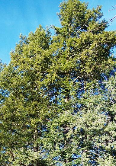 Fruiting Structures: Male and female cones on the same tree; male cones, yellowish and round; female cones light brown and dry when mature, 1-2 cm long; female cone sheds seed from autumn to early