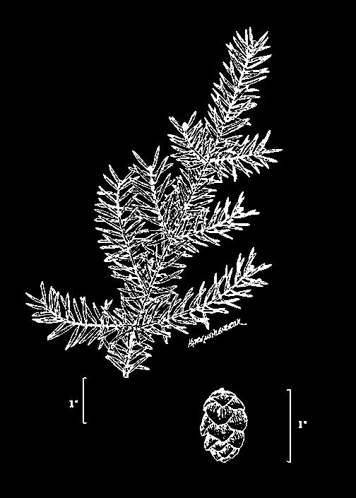 Mohlenbrock @ USDA- NRCS PLANTS Database / USDA NRCS. 1995. Northeast wetland flora: Field office guide to plant species. Northeast National Technical Center, Chester. In the public domain.