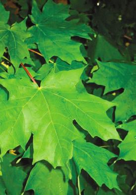 6. Sugar Maple Acer saccarum Marsh Sugar maple is Canada s national tree. It is the chief source of maple syrup and maple sugar.