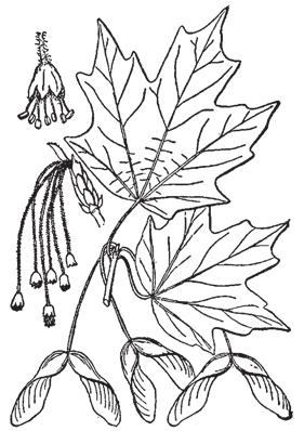 Habitat: Deciduous forests with moist, well to somewhat poorly drained, fertile soil of nearly all textures. Highly shade tolerant.