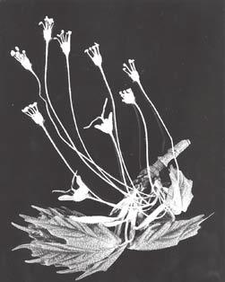Fruiting Structures: Flowers greenish-yellow; male and female flowers in mixed clusters on the same tree; flowers hang on slender, hairy 3-7 cm long stalks in tassel-like clusters at or near branch