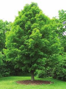 Form: straight tree trunk with large spreading branches and a full round, narrowing to oval crown Male flowering twig and flower. Source: W.D. Brush @ USDA- NRCS PLANTS Database. http://plants.usda.