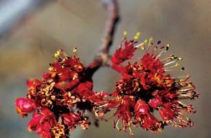 7. Red Maple Acer rubrum L. Red maple is named for the reddish colour of its buds, leaf stalks, flowers and fruit, and for the deep red colour of its leaves in the fall.