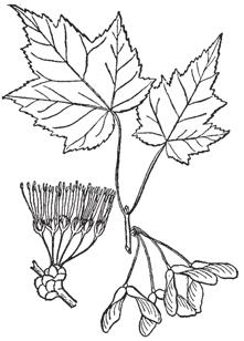 Fruiting Structures: Flowers usually male or female (male and female flowers on separate branches on the same tree), small, red to yellowish or orange; in dense clusters on slender stalks; appear