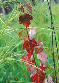 Form: When growing in the open, the tree trunk divides into several large limbs with many branches to form a deep, dense crown.