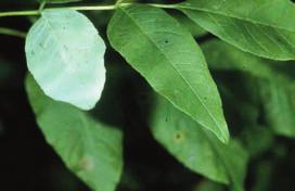 8. White Ash Fraxinus americana L. White ash is Ontario s most common ash species. It is the main source of ash used for commercial purposes.