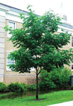 leaves yellow or bronze-purple in autumn, leaflets shed singly.