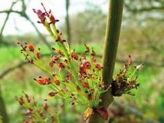 Fruits pale green to yellowish, slender nutlets (samaras), 3-6 cm long, with long wing extending far below seed. Fruits hang in long clusters, mature in autumn, persist into winter.