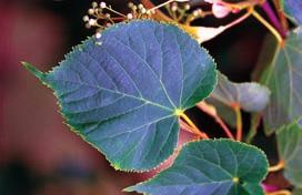9. American Basswood Tilia americana L. American basswood is one of the softest and lightest hardwoods, valued for use in hand carving and turnery. It is also used in pulp and paper.
