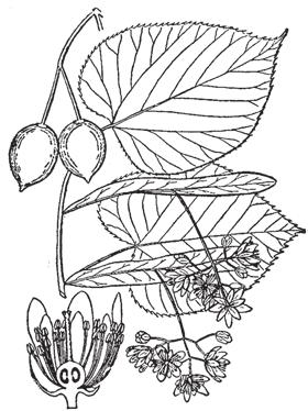 Habitat: Cool, moist, rich woods, often near water and mixed with other hardwoods.