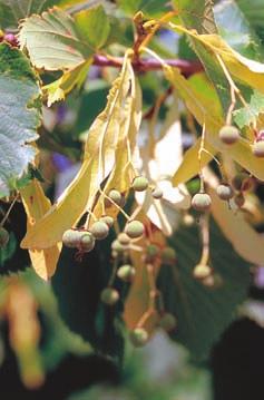 Form: Straight trunk, branch-free at the lower part, branches slender turning upwards to form a uniformly rounded crown. American basswood. Source: USDA-NRCS PLANTS Database / Herman, D.E., et al.