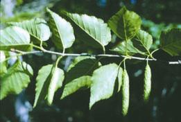 10. Paper Birch (White Birch) Betula papyrifera Marsh First Nations peoples used the bark to make birch-bark canoes, to cover wigwams, and to make baskets, cups and message paper.