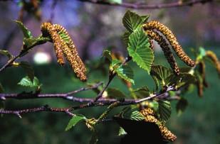 It grows up to 24 m tall and has a short life span of up to 100 years.