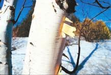 Fruiting Structures: Flowers tiny, in catkins, male and female on the same tree; male catkins cylindrical, in hanging clusters, up to 10 cm long; female catkins single or in pairs,