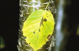 11. Yellow Birch Betula alleghaniensis Britt. One way to distinguish a yellow birch from other birch trees is to taste the twigs. Yellow birch twigs have a distinctive wintergreen taste.