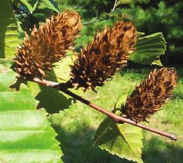 next spring before the leaves expand. Fruits small, flat, two-winged nutlets, hairy 5-7 mm long scales; nutlets mature in autumn, gradually drop over winter.