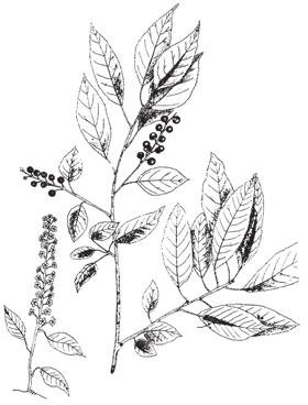 12. Black Cherry (Wild Black Cherry) Prunus serotina Ehrh. A hardwood, still valuable for making furniture.