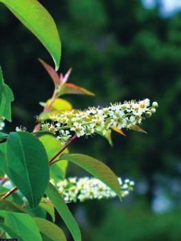Leaves: Deciduous alternate, simple, lance-shaped to narrowly oval, tapered to tip, 7-13 cm long; upper side bright green; underside paler, with prominent fringe of white to brown hairs along