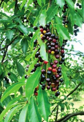 Fruits 1 seeded drupe, fleshy, purplish black, slightly bitter, edible; August-September Form: In the forest, straight branch-free trunk with little taper and a narrow rounded crown; in the open,