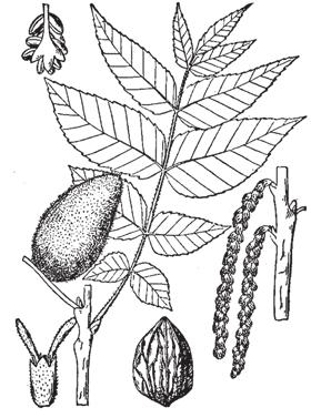 13. Butternut (White Walnut) Juglans cinerea L. Butternut trees are shade intolerant and fast-growing. They are a species of the walnut family.