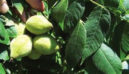 The nuts can be used in baking and making candles, having an oily texture and pleasant flavour. It grows to approximately 20 m tall and is short-lived, with a life span of 100 years.