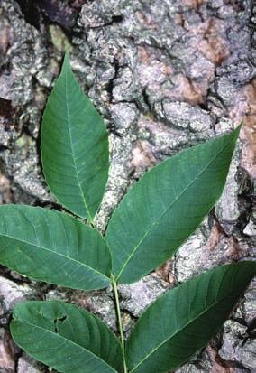 Habitat: Characteristic of moist, fertile soils of lower slopes, river banks and floodplains; also on dry, rocky soils made with a high concentration of limestone.