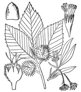 14. American Beech Fagus grandifolia Ehrh. The American beech tree is very shade tolerant and may persist in the understory for many years.