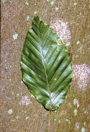 Leaves: Deciduous alternate, simple, blades 5-15 cm long; narrowly oval, pointed at the tip, with central vein with parallel veins from each side and ending in a coarse tip; dark bluish-green and