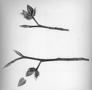 Fruiting Structures: Flowers tiny in small clusters, male and female flowers on the same tree; male clusters ball-like, on long hanging stalks; female clusters bur-like; after leaves unfold in spring.
