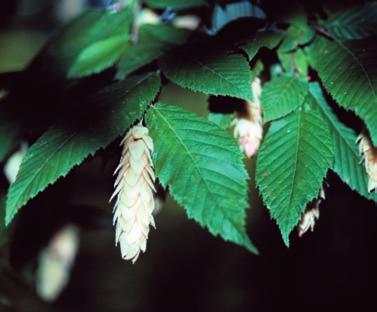 It grows to be 7-12 m tall, is slow-growing, and has a moderate life span of 200-300 years. Habitat: characteristic of the understory of well-drained forests.