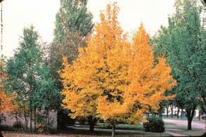 Fruiting Structures: Flowers tiny with male and female flowers on the same tree; male flowers in dense, cylindrical, hanging catkins 1-2 cm long; female flowers in small, loose, elongated catkins 5-8