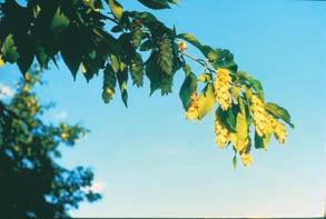 Fruits mature in autumn and drop in winter. Form: Tall, upright trunk extends almost to the top of the tree; long slender branches support a wide-spreading rounded to pyramidal crown.