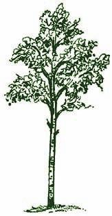 16. Largetooth Aspen Populus grandidentata Michx.