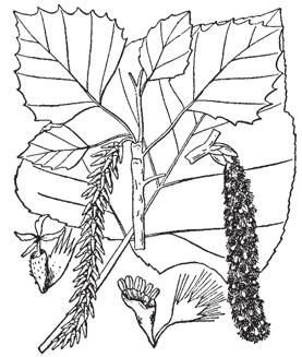 It is a fast-growing shade-intolerant pioneer species and lives to be approximately 60 years old. It reaches a height of about 20 m.