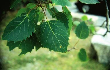 Leaves: Deciduous alternate, simple 5-10 cm long, almost round leaves, usually short pointed with 7-15 coarse, uneven, blunt teeth; dark green above; paler beneath; leaves yellow in autumn.