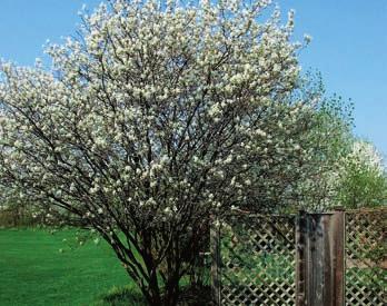 17. Downy Serviceberry (Downy Juneberry) Amelanchier arborea (Michx. f.) The fruits of the serviceberry are edible and were used by Cree people to make pudding.