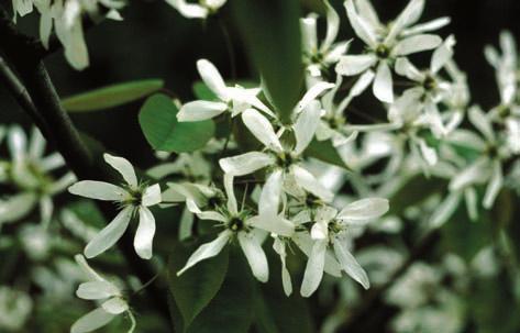The serviceberry is a slow-growing, shade-tolerant, understory tree that reaches heights of 10 m tall. It has a moderate life span of about 200 years.