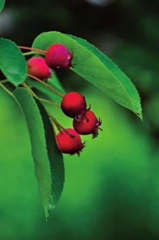 Fruiting Structures: Flowers white, bisexual in bell-shaped calyxes; branched clusters at branch tips, in April-May as the leaves begin to expand.