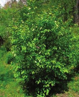 18. Choke Cherry Prunus virginiana L Choke cherry fruits are edible and are used in jellies, sauces, preserves and wines.