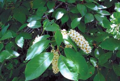 Game birds and songbirds eat and disperse choke cherries. They grow to be as tall as 10 m high.