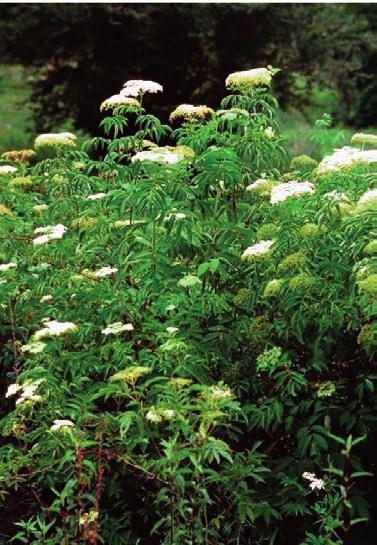 19. American Elder (Common Elderberry) Sambucus canadensis L. The American elder is a deciduous shrub standing about 3 m tall.