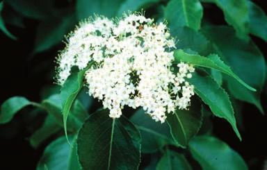 20. Nannyberry (Sweet Viburnum) Viburnum lentago L.