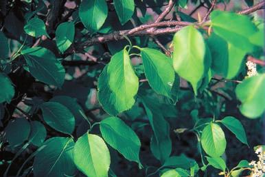 It is shade tolerant and moderately fast-growing and short-lived. Its fruit provides food for many birds and mammals.
